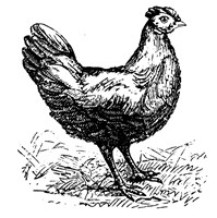 Chicken Scratch Fine Art Print