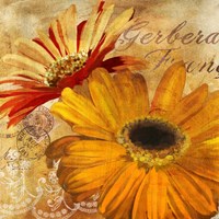 Golden Gerbera II Fine Art Print