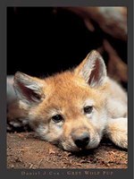 Grey Wolf Pup Fine Art Print