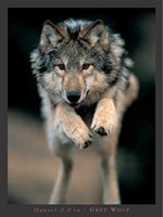 Grey Wolf Fine Art Print