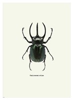 Beetle Black Fine Art Print