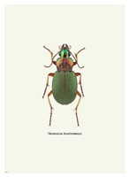Beetle Green Fine Art Print