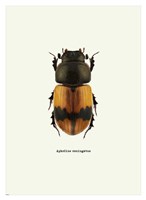 Beetle Orange Fine Art Print