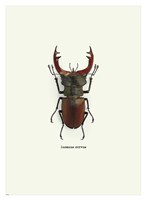 Beetle Red Fine Art Print