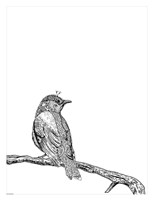 Bird III Fine Art Print