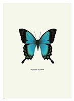Blue Butterfly Framed Print