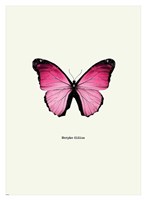 Pink Butterfly Fine Art Print