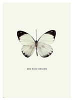 White Butterfly Framed Print