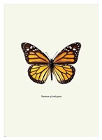Yellow Butterfly Framed Print