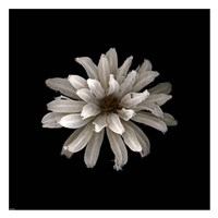 All White Fine Art Print