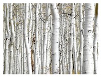 Birch Wood Fine Art Print