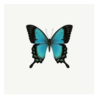 Blue Butterfly Fine Art Print