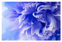 Blue Flower Fine Art Print