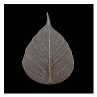 Brown Leaf Fine Art Print