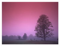 Evening Fields Fine Art Print