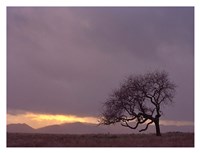 Field Fine Art Print