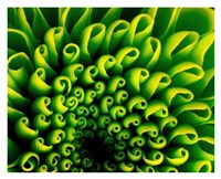 Green Design 1 Fine Art Print