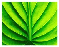 Green Design 2 Fine Art Print