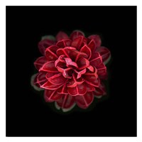 In Red Fine Art Print