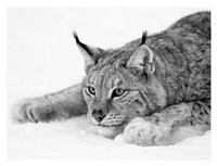 Lynx 1 Fine Art Print