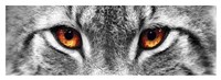 Lynx Framed Print