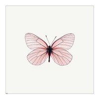 Pink Butterfly Framed Print