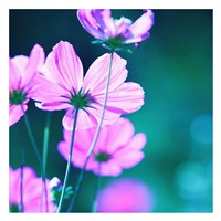 Pink Flowers 2 Fine Art Print