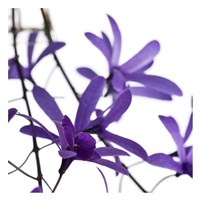 Purple Blossom I Fine Art Print