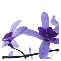 Purple Blossom II Fine Art Print