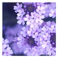 Purple Flowers 2 Fine Art Print