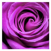 Purple Rose Fine Art Print