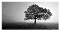 Tree in Mist Fine Art Print