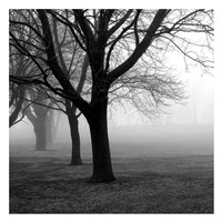 Trees Fine Art Print