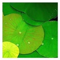 Water Lily Fine Art Print