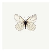 White Butterfly Framed Print