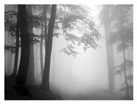 Woods 1 Fine Art Print