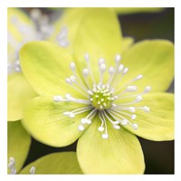 Yellow Blossom Fine Art Print