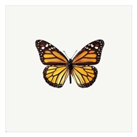 Yellow Butterfly 2 Framed Print