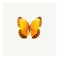 Yellow Butterfly Framed Print