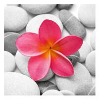 Zen Flower Fine Art Print