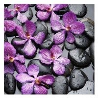 Zen Pebbles IV Fine Art Print