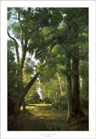 Bois Ensoleille Fine Art Print