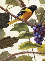 Golden Glow I Fine Art Print