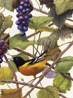 Golden Glow II Fine Art Print