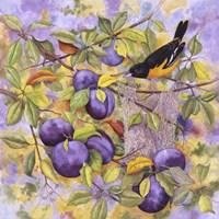 Oriole & Plums Fine Art Print