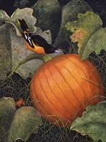 Oriole & Pumpkin Fine Art Print