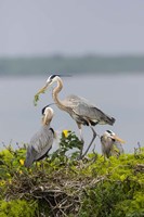Great Blue Heron and Chicks Fine Art Print