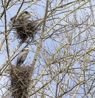Great Blue Herons, on nest at rookery Fine Art Print
