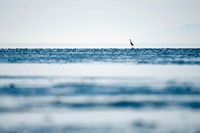 Great Blue Heron, British Columbia Fine Art Print