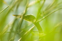 Great Blue Heron, Boundary Bay, British Columbia Fine Art Print